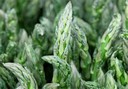 Cultivo De Esparragos