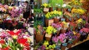 Venta De Flores