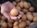 Productos Avícolas - Depósito Escuintla
